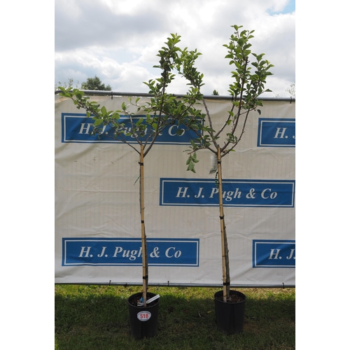 518 - Pear tree 10ft - 2