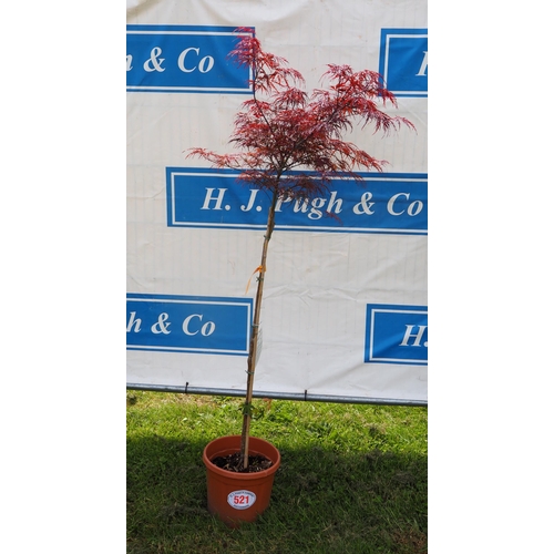 521 - Acer 'Garnet' - 1