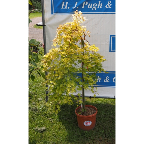 522 - Weeping Acer 'Cascade Gold' - 1