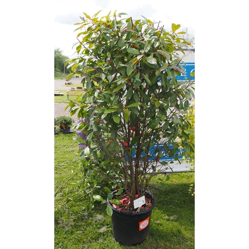 523 - Large Photinia 6ft - 1