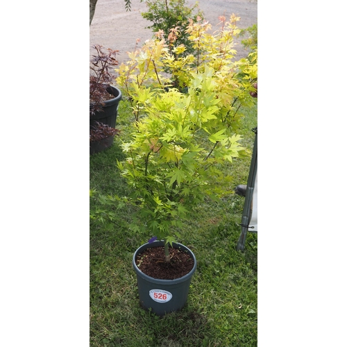 526 - Acer 'Orange Dream' - 1