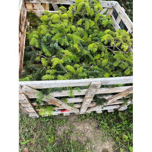 288A - Crate of Christmas tree's - 15