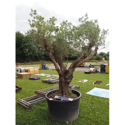 107 - Specimen Olive tree 8ft - 1