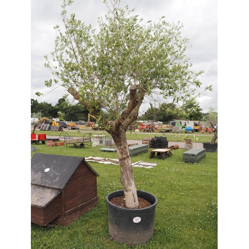 181 - Specimen Olive tree 10ft - 1