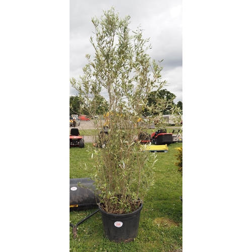 208 - Olive bush 10ft - 1