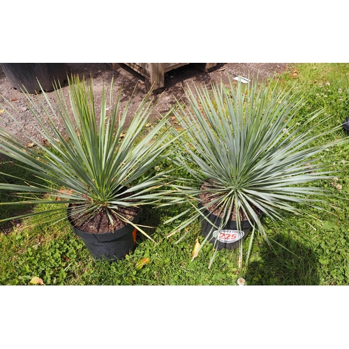 225 - Yucca - 2