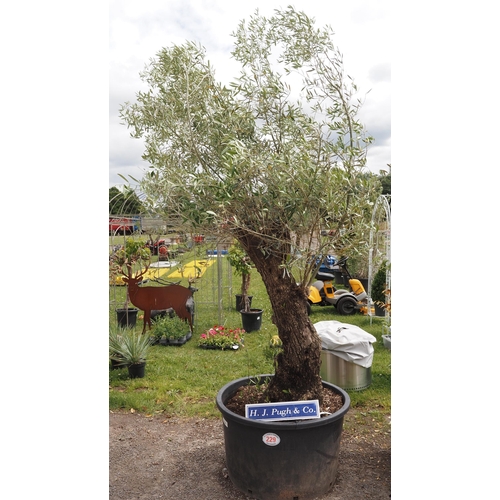 229 - Ancient Olive tree 12ft - 1