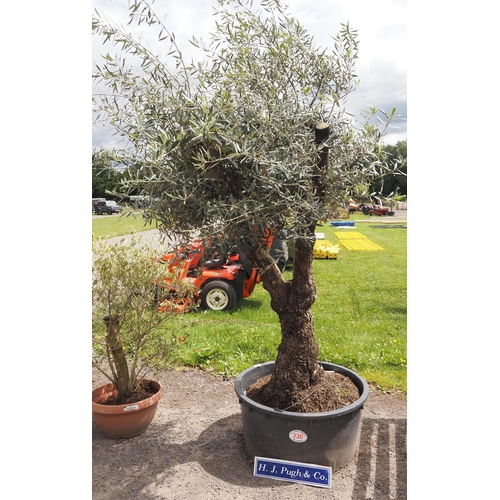 230 - Ancient Olive tree 12ft - 1