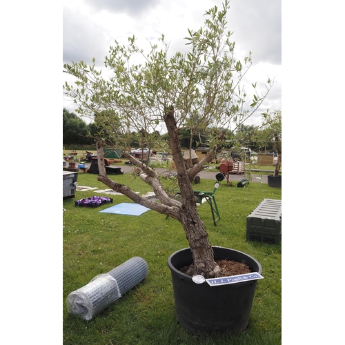 77 - Specimen Olive tree 8ft - 1