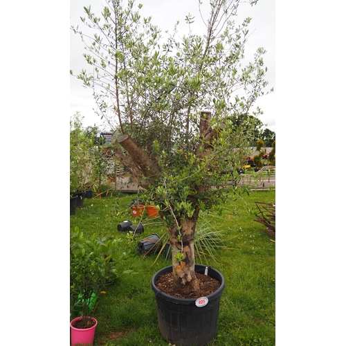 405 - Olive tree 10ft - 1