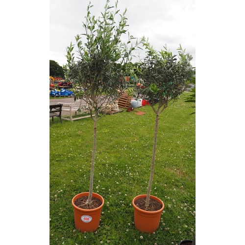 408 - Standard Olive trees - 2