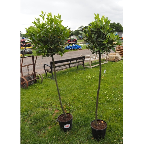 409 - Standard Bay trees - 2