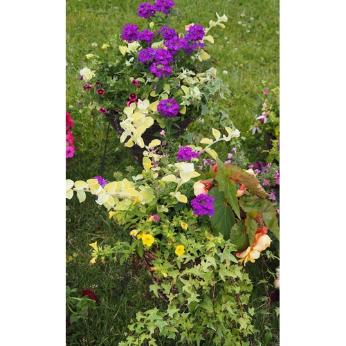 469 - Colourful planters - 2