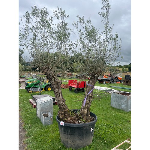 69 - Olive tree 9ft - 1