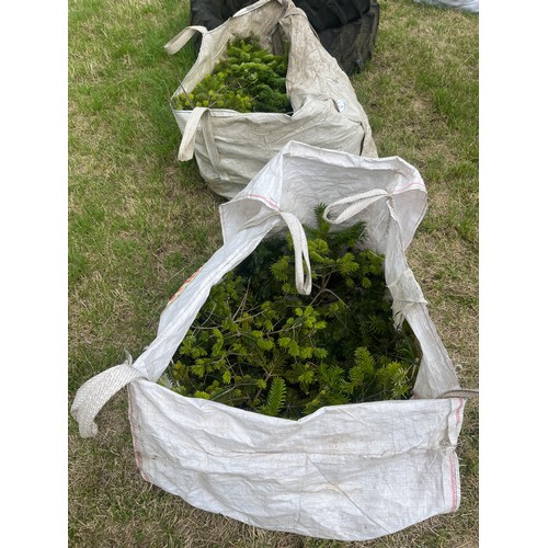 359A - Bags of Christmas trees - 2