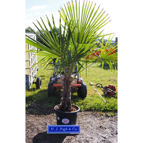 501 - Hardy Palm tree. 5ft