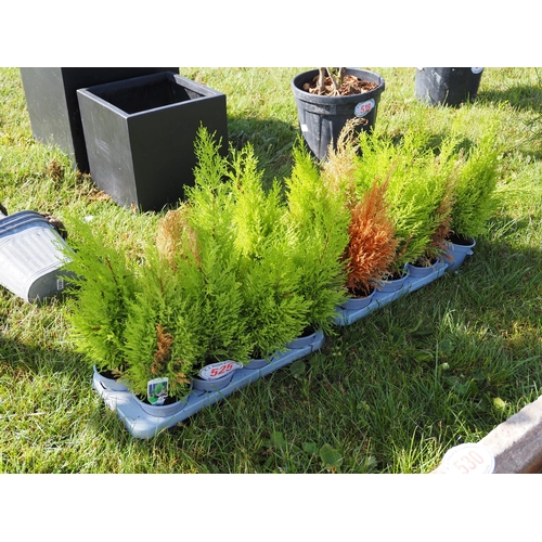 525 - Small conifers - approx. 8