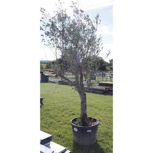 589 - Olive tree 12ft