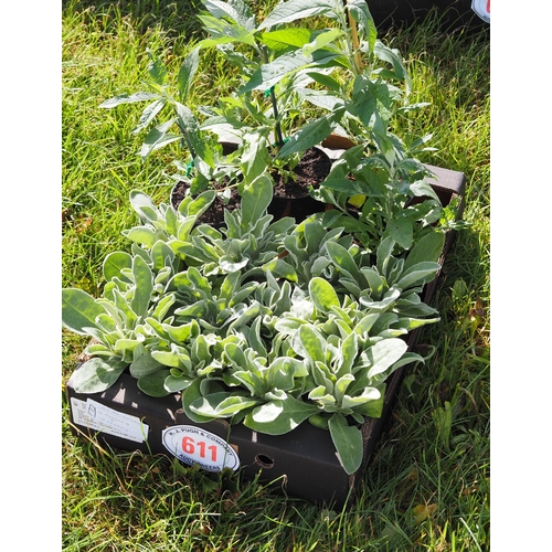 611 - Buddleia - 4 + Lychnis - 12