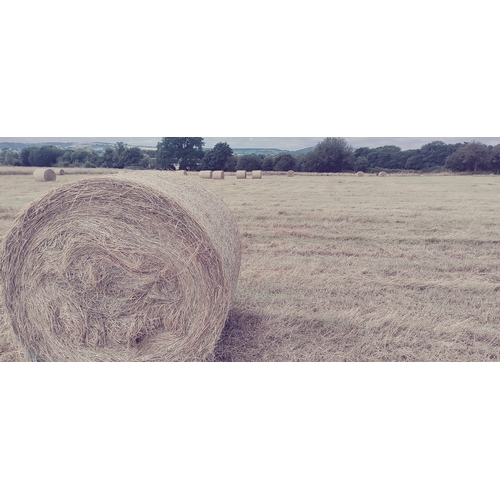 1879 - Large round bale of organic hay (29 more available)