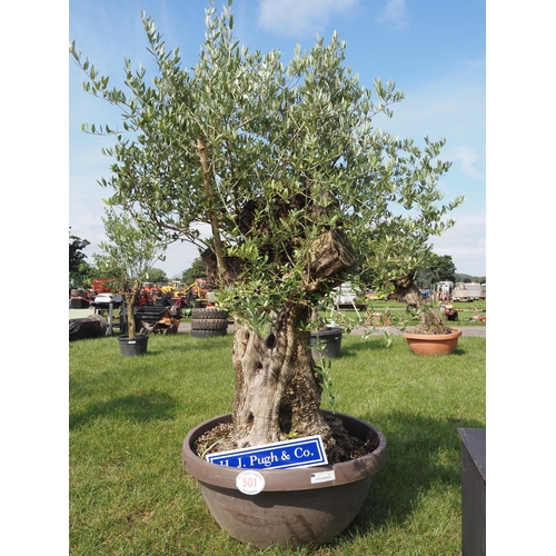 501 - **Ring 2 10am**
Ancient Olive tree 5ft