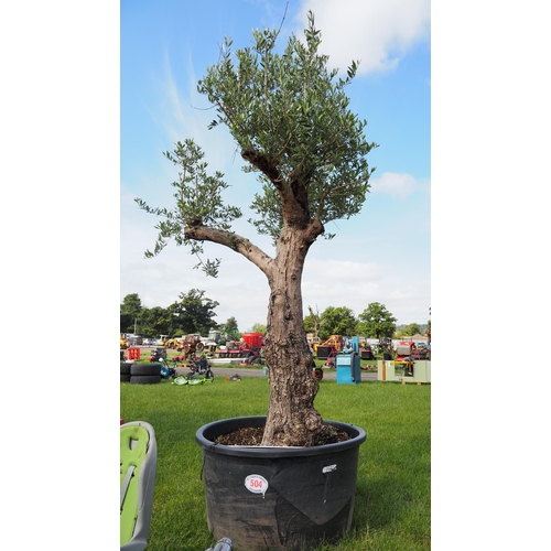 504 - Olive tree 10ft