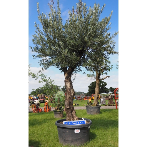 510 - Olive tree 12ft