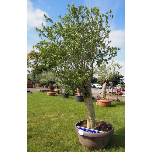 514 - Olive tree 6ft