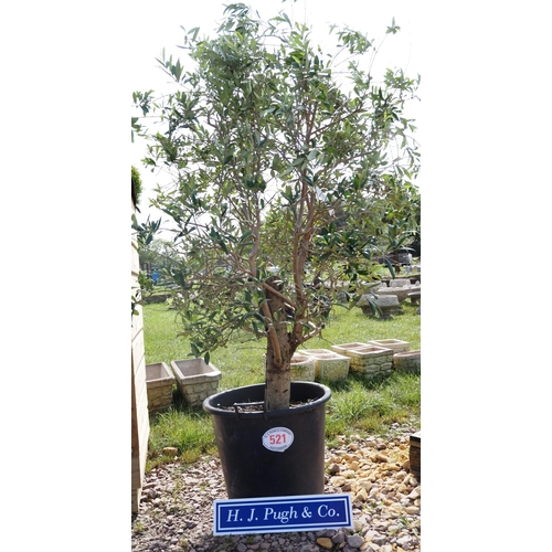 521 - Olive bush 5ft