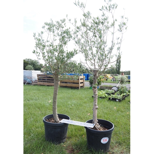 536 - Standard Olive trees 6ft - 2