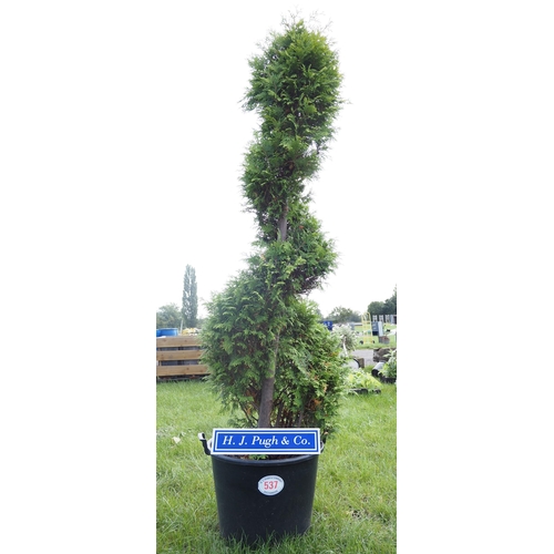 537 - Spiral Conifer 8ft