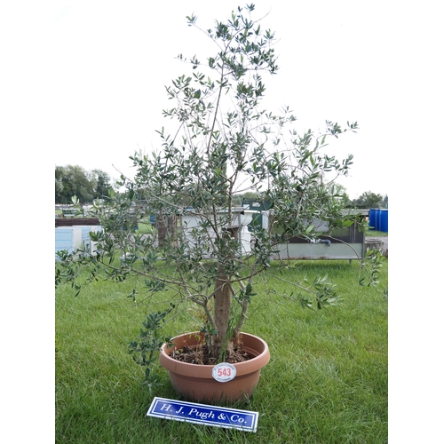 543 - Olive tree 4ft