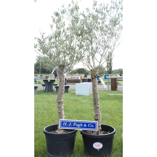 545 - Standard Olive trees 5ft - 2