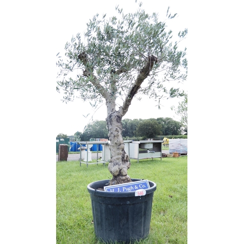 546 - Olive tree 8ft