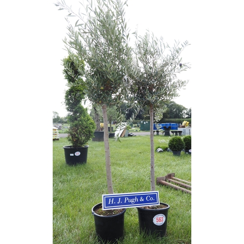 563 - Standard Olive trees 5ft - 2