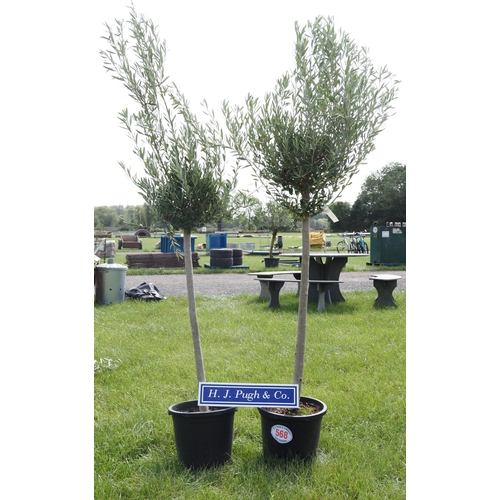 568 - Standard Olive trees 5ft - 2