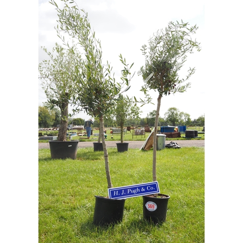 569 - Standard Olive trees 5ft - 2