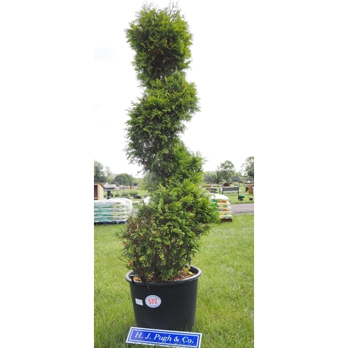 572 - Spiral Conifer 8ft