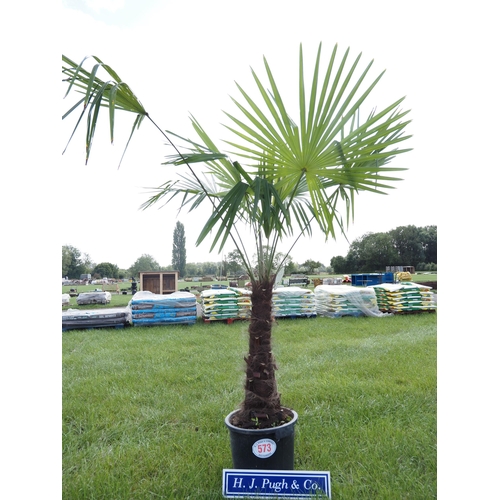 573 - Hardy Trachycarpus 6ft