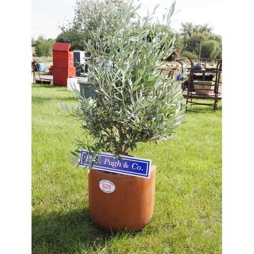 629 - Olive bush