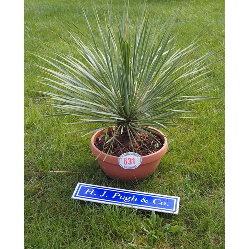 631 - Yucca plant