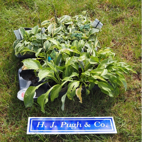 637 - Trays of Hosta - 2