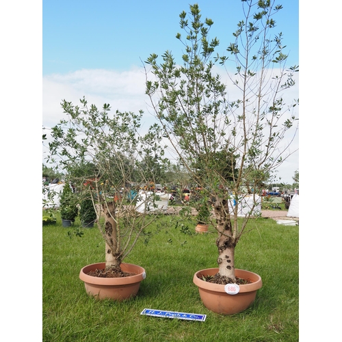 686 - Olive trees 4ft - 2