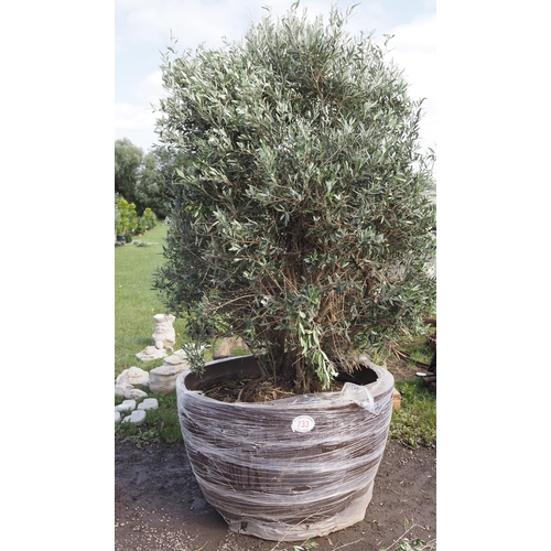 733 - Ancient Olive bush. 8ft