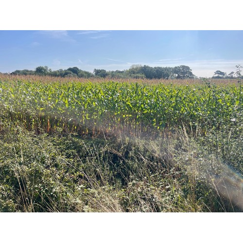 1600 - **Saturday Ring 2 10am**
78.55 Acres (31.78Ha) of standing forage maize, located at Longdon Heath, W... 