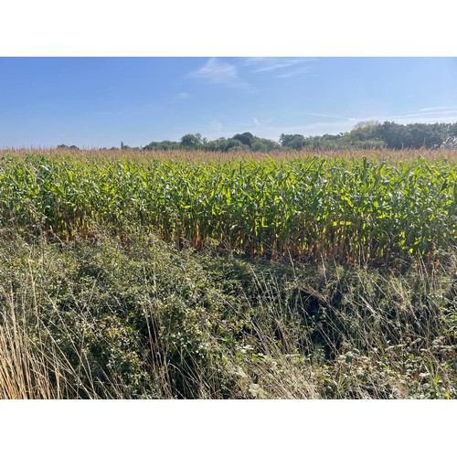 1600 - **Saturday Ring 2 10am**
78.55 Acres (31.78Ha) of standing forage maize, located at Longdon Heath, W... 