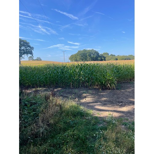 1600 - **Saturday Ring 2 10am**
78.55 Acres (31.78Ha) of standing forage maize, located at Longdon Heath, W... 