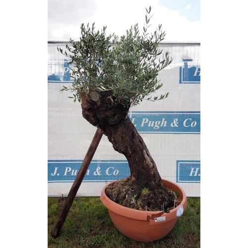 1 - Ancient Olive tree 6ft - 1