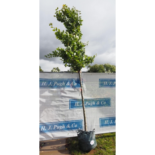 10 - Carpinus Betulus 12ft - 1