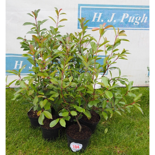 104 - Photinia - 7